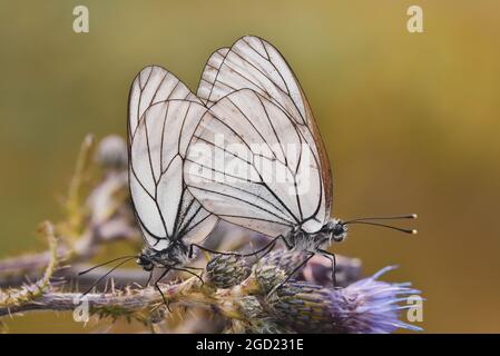 Gros plan de deux papillons blancs à motif noir sur une fleur Banque D'Images