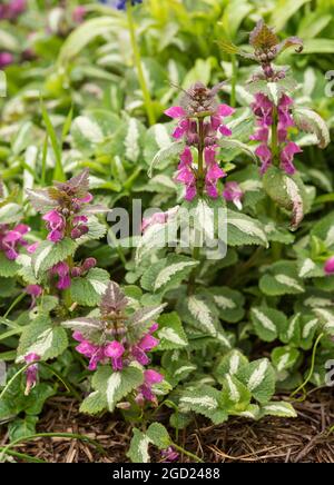 Lamium maculatum - Deadnettle tacheté ou Deadnettle variégé. Aka trèfle du diable, ortie du diable, double languette, ortie de St Vincent. Banque D'Images