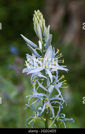 Camassia Leichtlinii 'ciel bleu' ou grands camas. Plante vivace herbacée qui pousse d'une ampoule. ALIAS Camas Lily. Banque D'Images