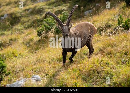 zoologie / animaux, mammifères / mammifères (Mammalia), ibex (Capra), ibexes, Benediktenwand, Alpes bavaroises, INFO-AUTORISATION-DROITS-SUPPLÉMENTAIRES-NON-DISPONIBLE Banque D'Images