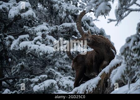 zoologie / animaux, mammifères / mammifères (Mammalia), ibex (Capra), ibexes, Graseck, Alpes bavaroises, INFO-AUTORISATION-DROITS-SUPPLÉMENTAIRES-NON-DISPONIBLE Banque D'Images