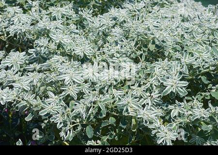 La neige sur la montagne (Euphorbia marginata). Connu sous le nom de Fumée secondaire-sur-la prairie, l'euphorbe panachée blanc ans marginated aussi l'euphorbe ésule. Banque D'Images