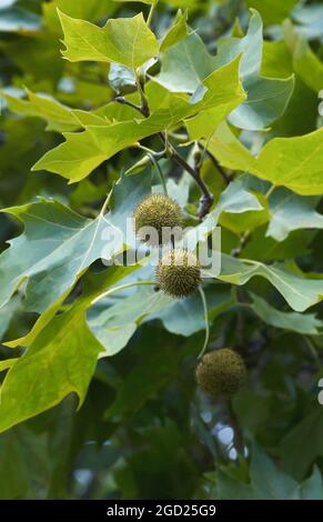 Sycomore américain (Platanus occidentalis). Appelé plan américain, avion occidental, avion occidental, buttonwood et hêtre d'eau également Banque D'Images