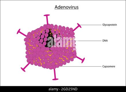 Illustration biologique de l'adénovirus, anatomie typique et de base de l'adénovirus, schéma marqué de la structure de l'adénovirus Illustration de Vecteur