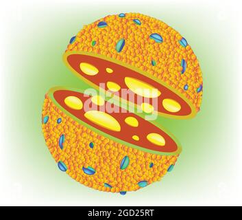 Anatomie biologique du lysosome, structure du lysosome cellulaire avec bicouche de phospholipides, structure du lysosome Illustration de Vecteur