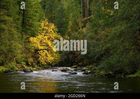Fourche nord de la rivière Willamette Middle Fork, Cascade Mountains, Oregon. Banque D'Images