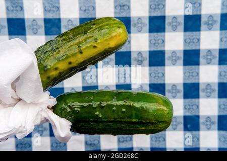 Manger un gros pickle à moitié aigre sur le bâton Banque D'Images