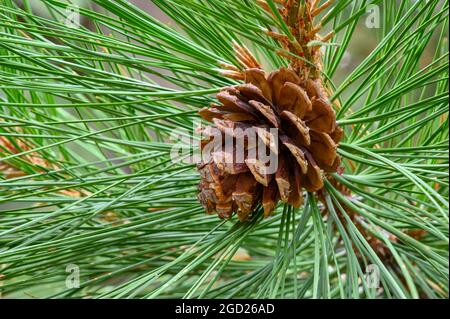 Cône de pin de Ponderosa; réservoir de Crane Prairie, forêt nationale de Deschutes, Cascade Mountains, centre de l'Oregon. Banque D'Images