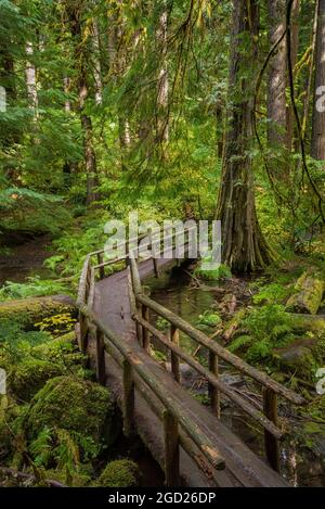 McKenzie River National Recreation Trail, forêt nationale de Willamette, Oregon. Banque D'Images