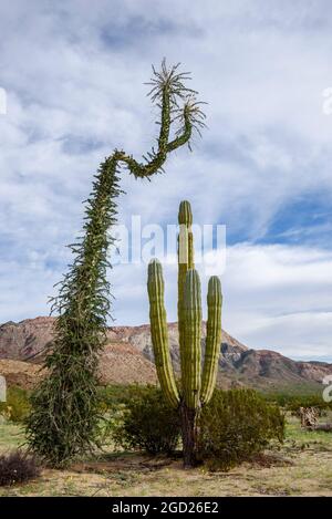 Arbre généalogique Boojum et Cardon cactus dans le désert Catavina, Baja California, Mexique. Banque D'Images