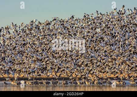 Des Neiges en vol au-dessus de la grue à Bosque del Apache National Wildlife Refuge, Nouveau Mexique. Banque D'Images