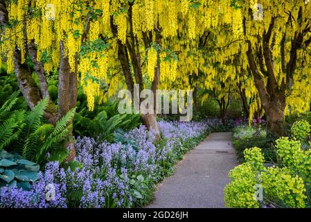 Arbres Laburnum fleuris au jardin botanique Van Dusen, Vancouver (Colombie-Britannique), Canada. Banque D'Images