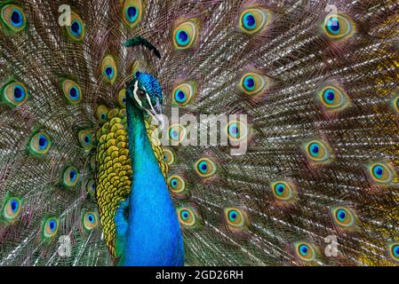 Peacock présentant des plumes de queue à l'hôtel Velas Vallarta, Puerto Vallarta, Jalisco, Mexique. Banque D'Images