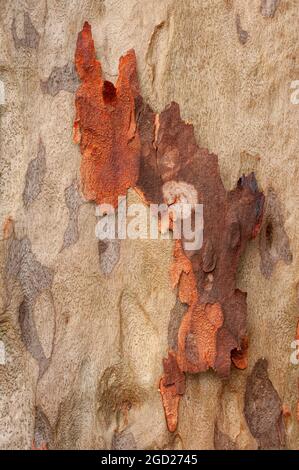 L'écorce des arbres d'Eucalyptus, Keaiwa Heiau State Park, Oahu, Hawaii. Banque D'Images