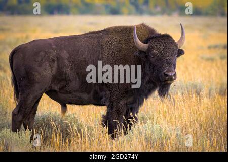 Antilope Bison au Appartements à Grand Teton National Park, Wyoming, USA. Banque D'Images