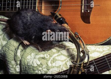 Des rats animaux de compagnie de fantaisie jouant sur des instruments de musique classiques Banque D'Images