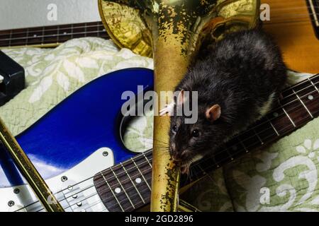 Des rats animaux de compagnie de fantaisie jouant sur des instruments de musique classiques Banque D'Images