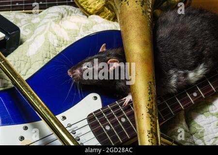 Des rats animaux de compagnie de fantaisie jouant sur des instruments de musique classiques Banque D'Images