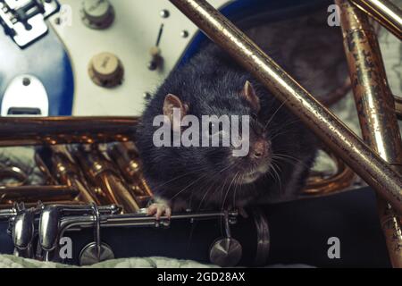 Des rats animaux de compagnie de fantaisie jouant sur des instruments de musique classiques Banque D'Images