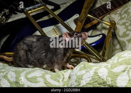 Des rats animaux de compagnie de fantaisie jouant sur des instruments de musique classiques Banque D'Images