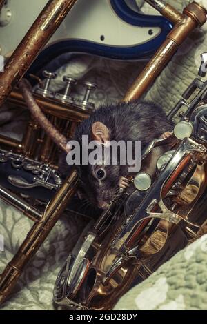 Des rats animaux de compagnie de fantaisie jouant sur des instruments de musique classiques Banque D'Images