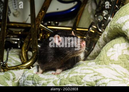 Des rats animaux de compagnie de fantaisie jouant sur des instruments de musique classiques Banque D'Images
