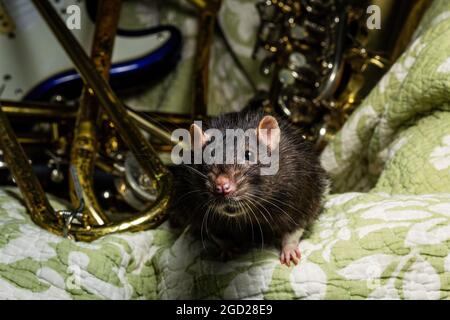 Des rats animaux de compagnie de fantaisie jouant sur des instruments de musique classiques Banque D'Images