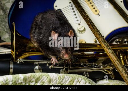 Des rats animaux de compagnie de fantaisie jouant sur des instruments de musique classiques Banque D'Images
