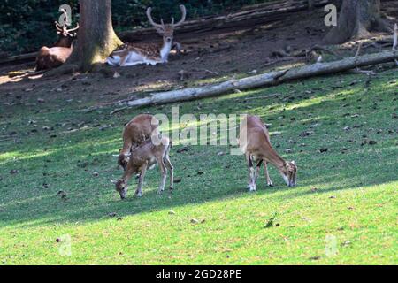 Sparbach, Basse-Autriche, Autriche. Parc naturel de Sparbach. Cerf de Virginie (Dama dama) Banque D'Images