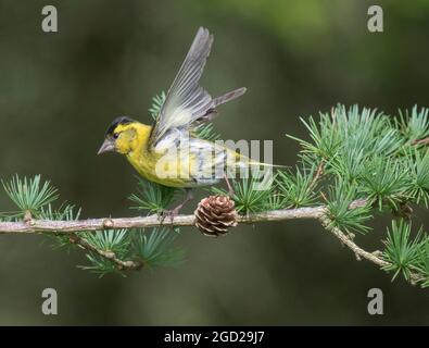Siskin eurasien, Carduelis spinus, dans le pin, Mull, Écosse Banque D'Images