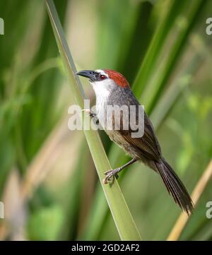 La paruline à châtaignier est un oiseau de la famille des Timaliidae. Banque D'Images