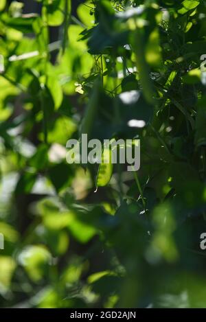 Gousses de petits pois verts sur une tige à la lumière du soleil. Banque D'Images