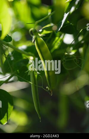 Gousses de petits pois verts sur une tige à la lumière du soleil. Banque D'Images