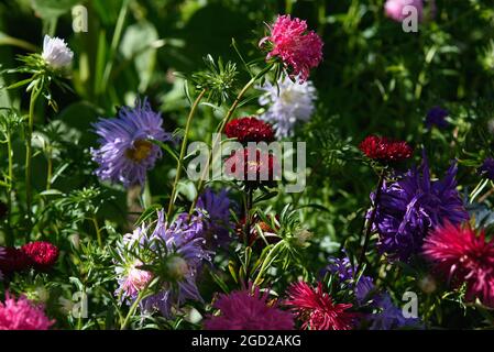 Des asters rouges sur un lit de fleur dans le jardin en gros plan. Banque D'Images