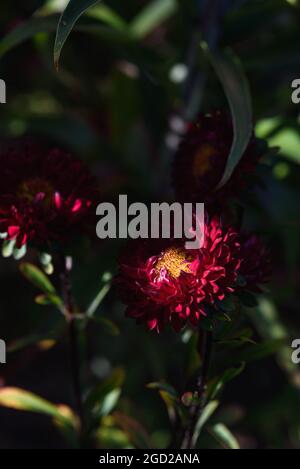 Des asters rouges sur un lit de fleur dans le jardin en gros plan. Banque D'Images