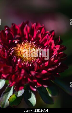 Des asters rouges sur un lit de fleur dans le jardin en gros plan. Banque D'Images