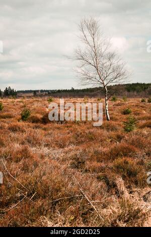 Les Hautes Fagnes, Hoge Venen, Belgique, Van Signal Botrange Banque D'Images