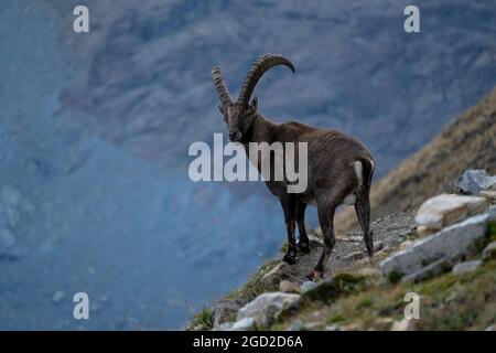 zoologie / animaux, mammifères / mammifères (Mammalia), ibex (Capra), ibexes, buck à Gornergrat, DROITS-SUPPLÉMENTAIRES-AUTORISATION-INFO-NON-DISPONIBLE Banque D'Images