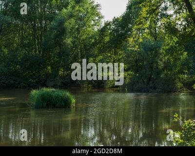 Roseaux sur un petit lac dans la forêt. Banque D'Images