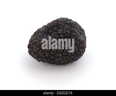 truffe noire fraîche isolée sur fond blanc Banque D'Images
