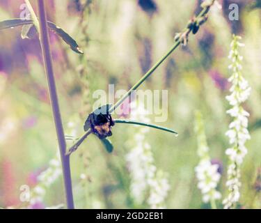 Abeille se cachant de l'illustration de la pluie Banque D'Images