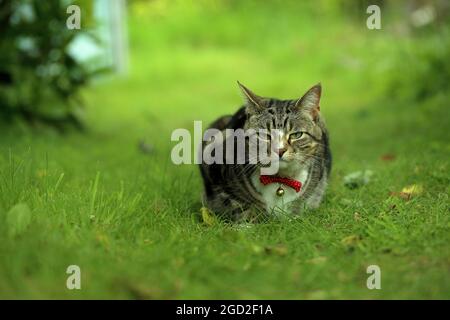 Collier de port de chat mignon assis sur l'herbe avec espace de copie Banque D'Images