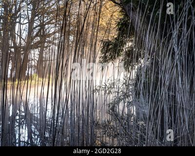 Rivière BROUILLARD AUBE ROSEAUX tôt le matin de l'hiver et au printemps brumisée l'aube sur la rivière Wey Surrey vue à travers les roseaux séchés encore debout à partir de la dernière année Banque D'Images