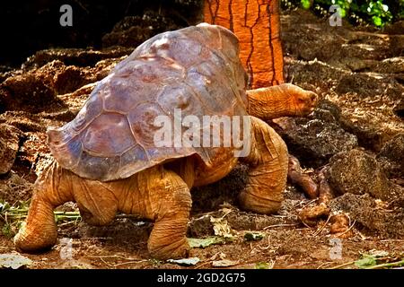 Lonesome George Banque D'Images