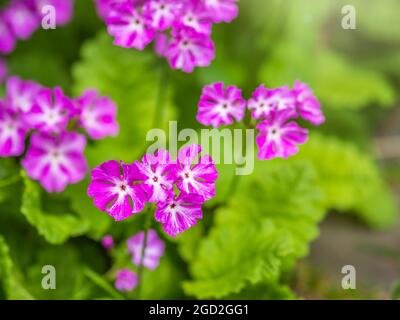 Belles fleurs violettes primrose japonaise, Primula sieboldii, également connu sous le nom de primrose asiatique et Cortusoides primula. Prim est un autre nom scientifique Banque D'Images