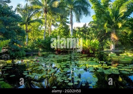 Tôt le matin lumière du soleil sur l'étang et le feuillage tropical dans le jardin botanique de Naples, Naples, Floride, États-Unis Banque D'Images