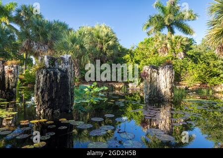 Tôt le matin lumière du soleil sur l'étang et le feuillage tropical dans le sud-ouest de la Floride, Naples, Floride, États-Unis Banque D'Images