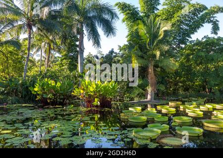Tôt le matin lumière du soleil sur l'étang et le feuillage tropical dans le jardin botanique de Naples, Naples, Floride, États-Unis Banque D'Images