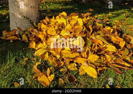 Chute de feuilles, feuilles du noyer en automne au soleil du soir Banque D'Images