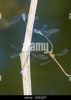 Des damselflies d'émeraude communes se sont accouplés par une chaude journée en été au milieu du pays de Galles Banque D'Images